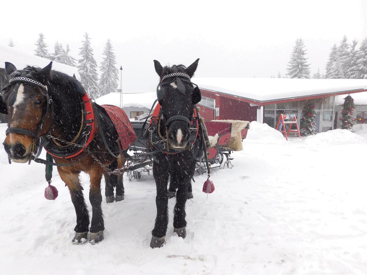 Waldhotel Rennsteighoehe Frauenwald Kültér fotó